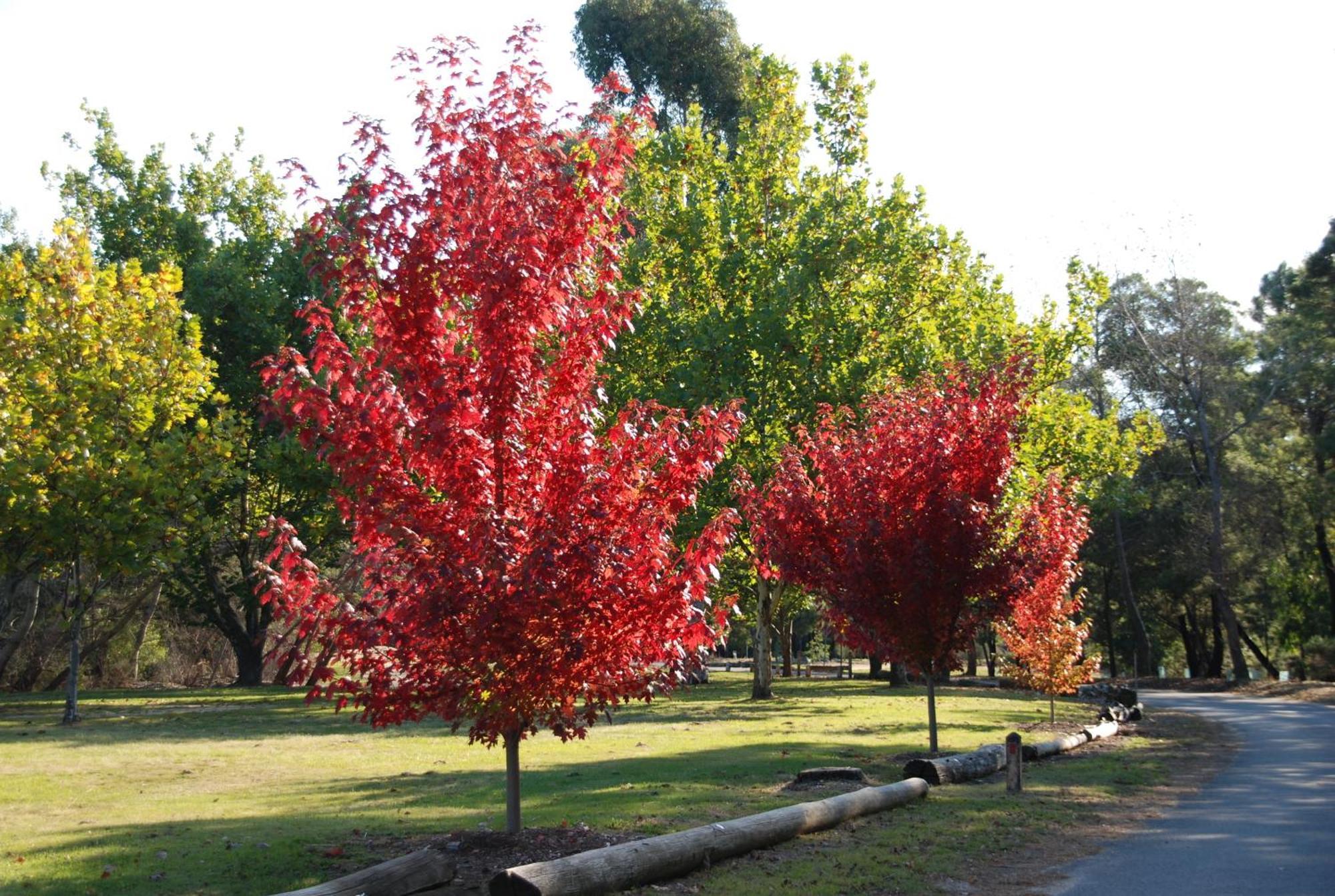 Beechworth Lake Sambell Caravan Park Εξωτερικό φωτογραφία